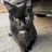 Avatar of Miau